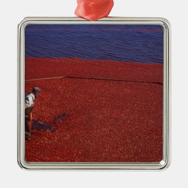 Cranberry Harvest, Middleboro, MORSA, USA Julgransprydnad Metall (Framsidan)