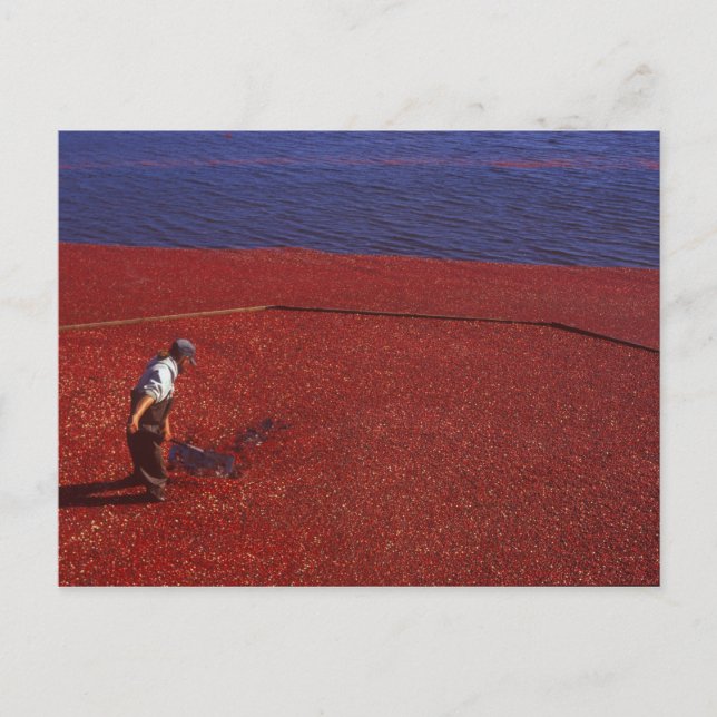 Cranberry Harvest, Middleboro, MORSA, USA Vykort (Framsida)