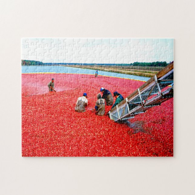 Cranberry Harvest New jersey. Pussel (Horisontell)