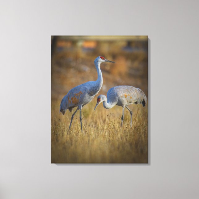 Crane Canvastryck (Framsida)