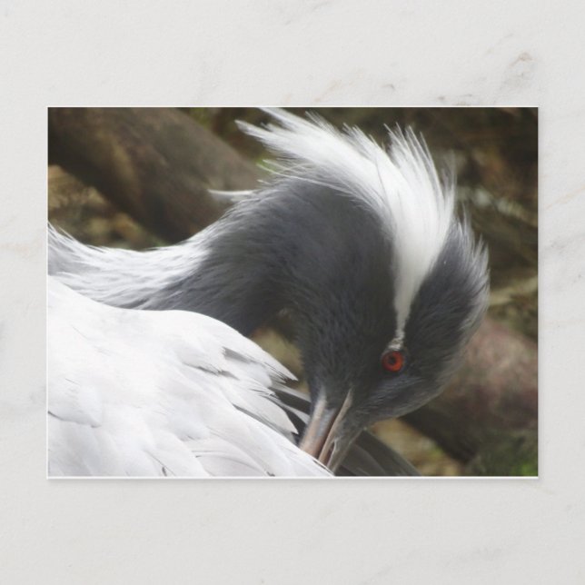 Crane Close DIY Postcard Vykort (Framsida)