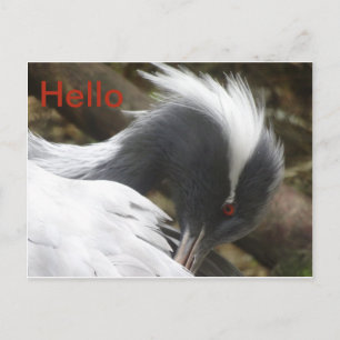 Crane Close HEJ Postcard Vykort