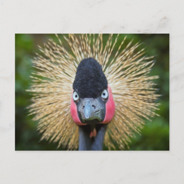 Crane-fågel porträtt vykort (Framsida)