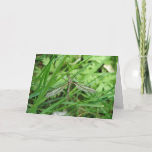 Crane Fly Greeting Card Kort