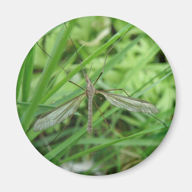 Crane Fly Magnet (Framsidan)