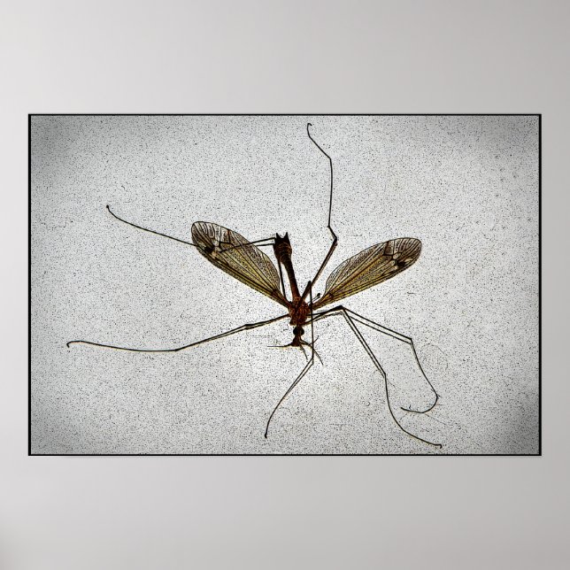 Crane Fly Poster (Framsidan)