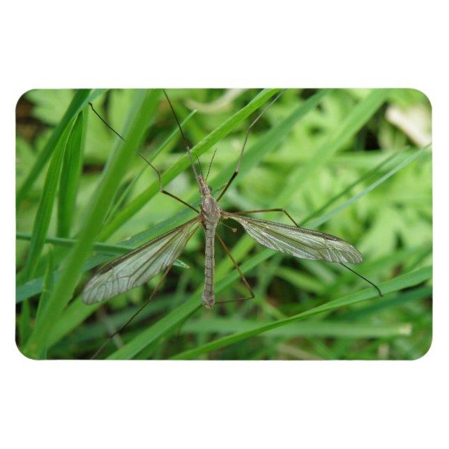 Crane Fly Premium Magnet (Horisontell)