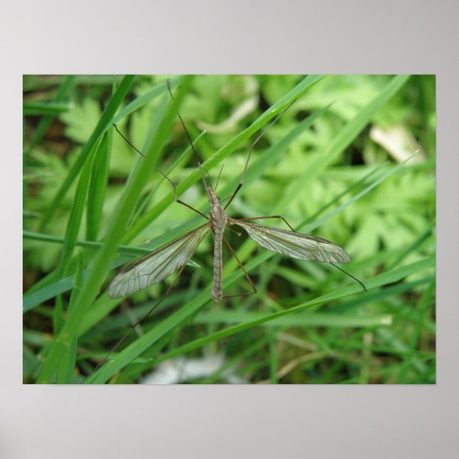 Crane Fly Print Poster (Framsidan)