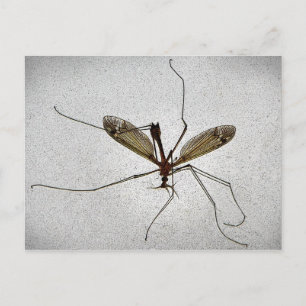 Crane Fly Vykort
