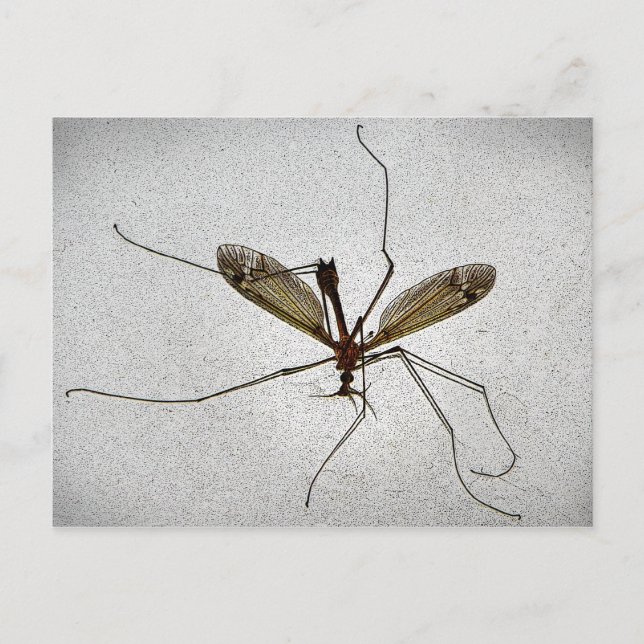 Crane Fly Vykort (Framsida)