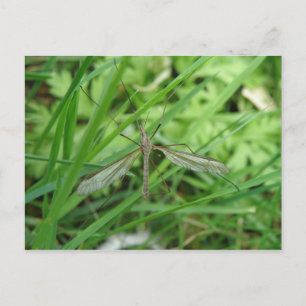 Crane Fly-vykort Vykort