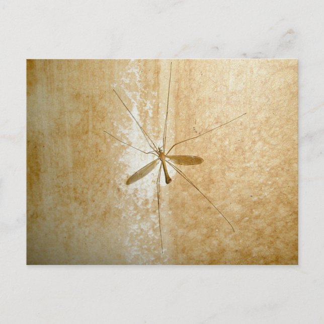 Crane Fly-vykort Vykort (Framsida)
