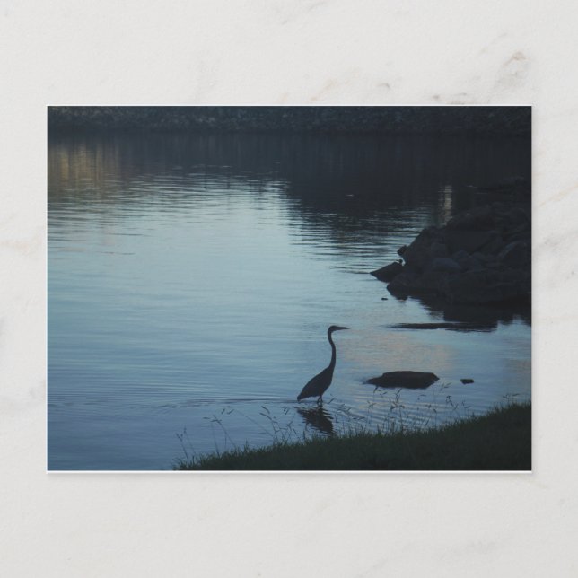 Crane vid Sjö vid Sunset Vykort (Framsida)