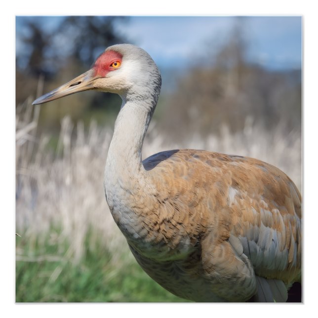 Crane View Fototryck (Framsidan)