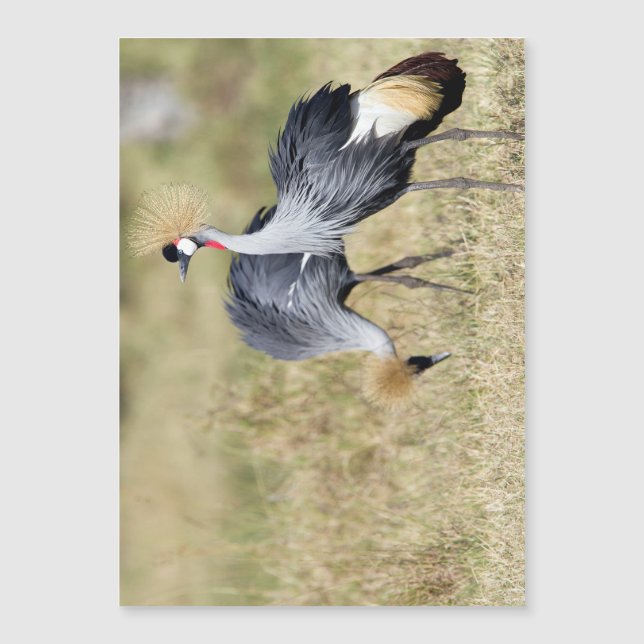 Cranes at Masai Mara (Framsida)