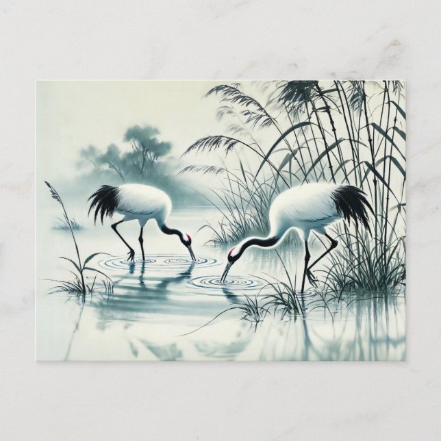 Cranes Foraging in Shallow Vatten Chinese Bläck Pa Vykort (Framsida)