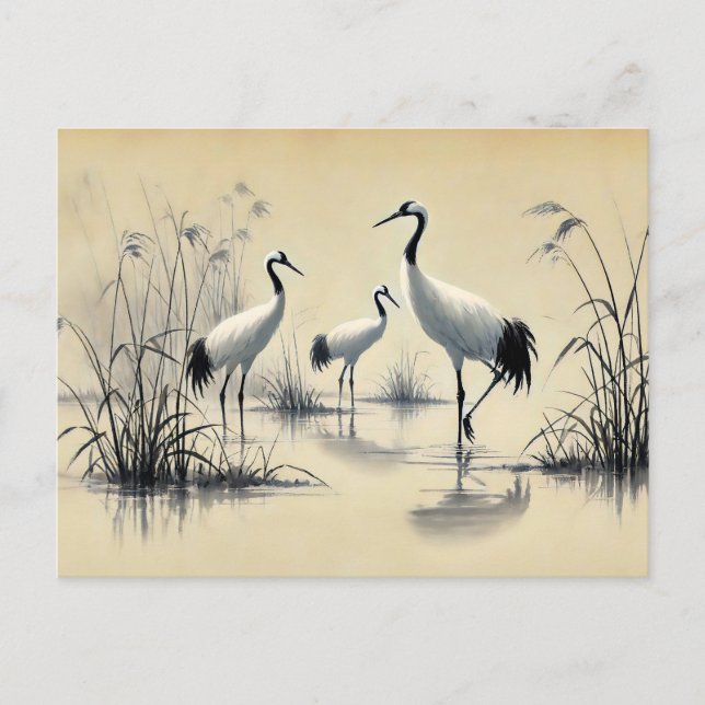 Cranes Foraging in Shallow Vatten Chinese Bläck Pa Vykort (Framsida)