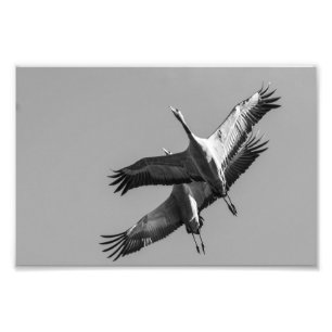 Cranes Fototryck