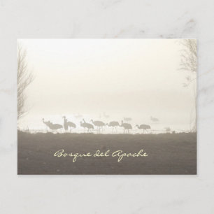 Cranes in the mist Bosque del Apache Vykort