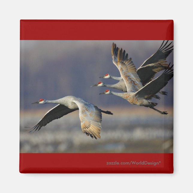Cranes Magnet (Framsidan)
