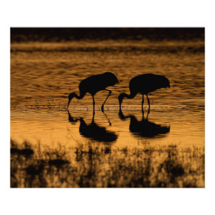 Cranes Silhouetted by the Sunset Fototryck