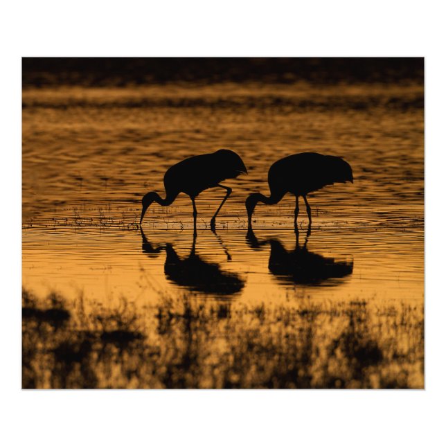 Cranes Silhouetted by the Sunset Fototryck (Framsidan)