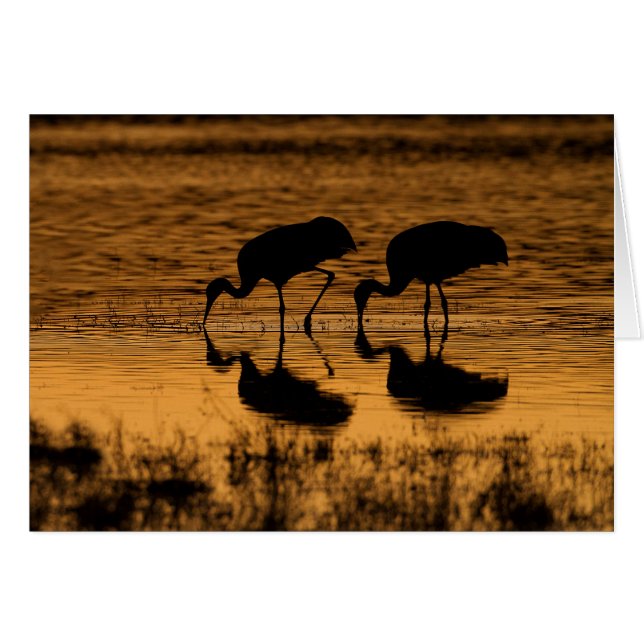 Cranes Silhouetted by the Sunset Hälsningskort (Framsidan Horizontal)