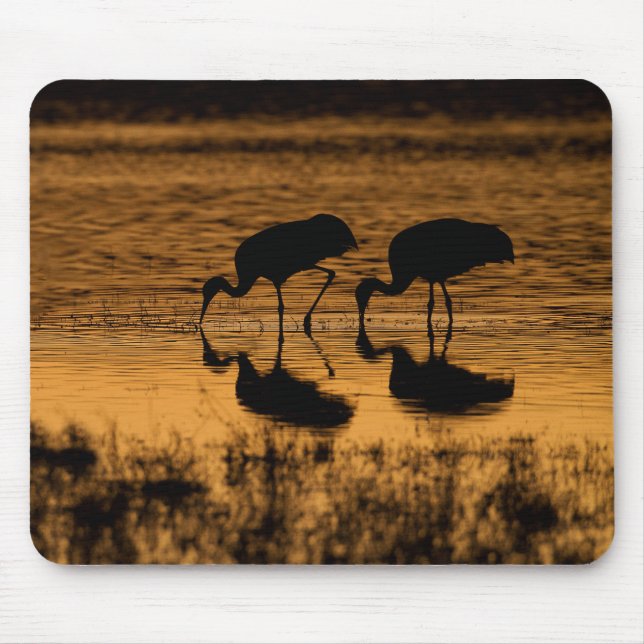 Cranes Silhouetted by the Sunset Musmatta (Framsidan)