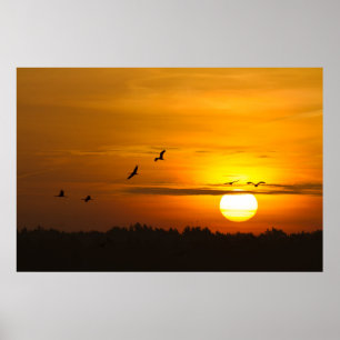 Cranes vid soluppgång poster
