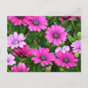 Cranesbill Geranium (Rosa Flowers) vykort