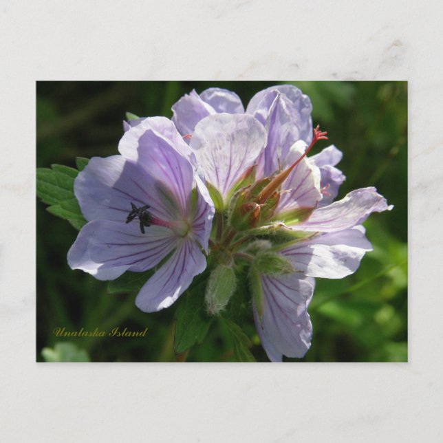 Cranesbill Geraniums, Unalaska Island Vykort (Framsida)