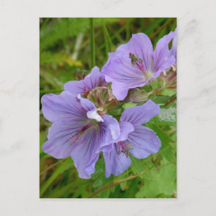 Cranesbill Geraniums, Unalaska Island Vykort