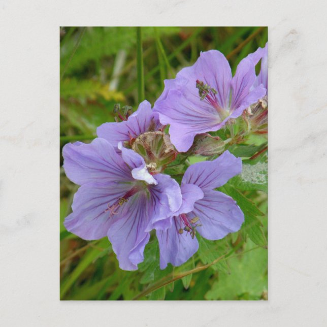 Cranesbill Geraniums, Unalaska Island Vykort (Framsida)