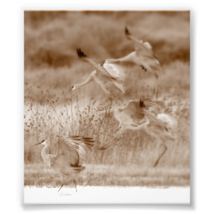 Cranesernas dans fototryck