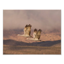 Cranesernas par i New mexico Himlar Fototryck