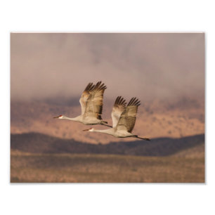 Cranesernas par i New mexico Himlar Fototryck