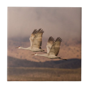 Cranesernas par i New mexico Himlar Kakelplatta