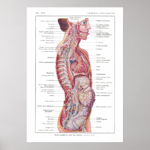 Cranial & invärtes fransk för nervanatomiaffisch poster