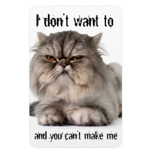 Cranky kattunge flexibla magnet: "Jag vill inte... Magnet