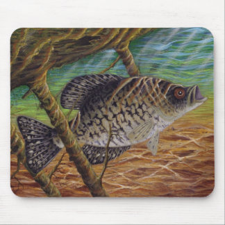 crappie musmatta