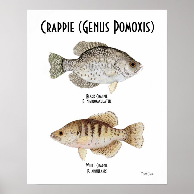 Crappie Poster (Framsidan)