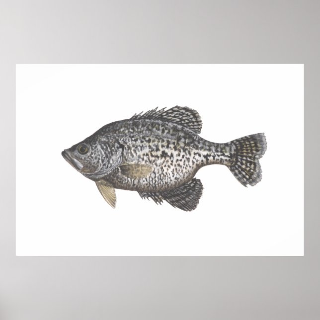 Crappie Poster (Framsidan)