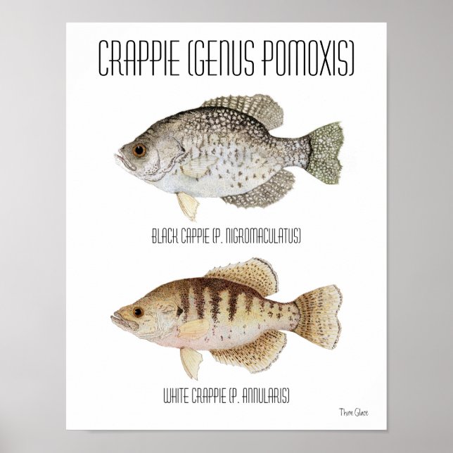 Crappie Poster (Framsidan)