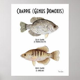 Crappieaffisch Poster