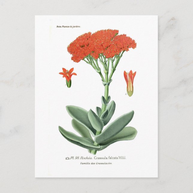 Crassula falcata vykort (Framsida)
