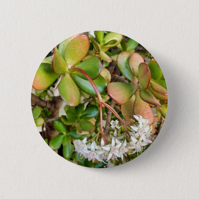 Crassula ovata Badge Knapp (Framsida)