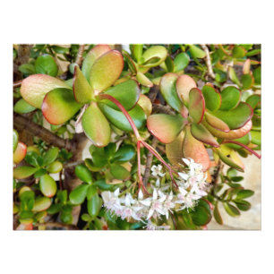 Crassula ovata fototryck