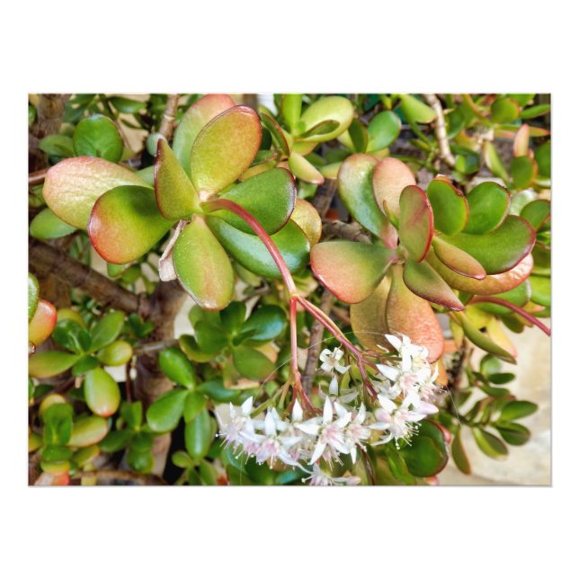Crassula ovata fototryck (Framsidan)