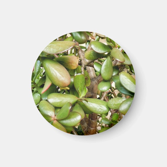 Crassula ovata magnet (Framsidan)