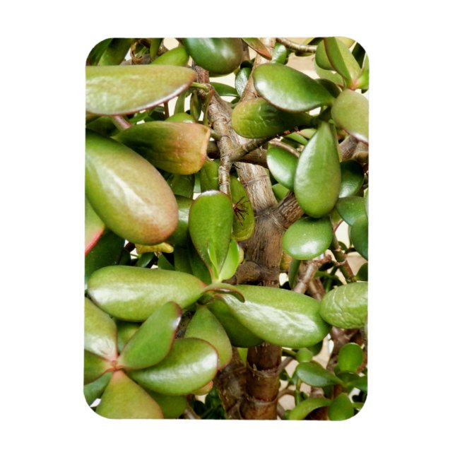 Crassula ovata magnet (Vertikal)